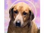Adopt Parson a Coonhound / Labrador Retriever / Mixed dog in Crossville