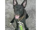 Adopt Mishka a Cattle Dog, Black Labrador Retriever