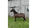15H Smooth Gaited Trail Horse Deluxe