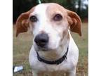 Adopt Bella a Jack Russell Terrier, Mixed Breed