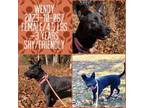 Adopt 2023-10-067 *Wendy* a Labrador Retriever