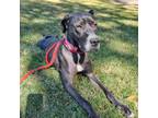 Adopt Karen a Black Great Dane / Mixed dog in Spartanburg, SC (36746630)