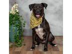 Adopt Amina a Black Pit Bull Terrier / Mixed dog in East ST Louis, IL (37018507)