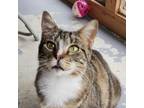 Adopt Latte a Brown or Chocolate Domestic Shorthair / Mixed cat in Brighton