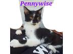 Adopt Pennywise a Black & White or Tuxedo American Bobtail (short coat) cat in