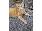 Adopt Hobbs a Orange or Red (Mostly) Domestic Shorthair (short coat) cat in West