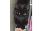 Adopt Ava a All Black Domestic Shorthair / Domestic Shorthair / Mixed cat in
