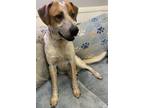 Adopt Lonzo a Coonhound / Boxer dog in Butler, KY (34877614)
