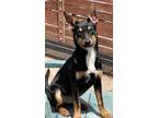Adopt Coffee a Black - with Tan, Yellow or Fawn Cattle Dog / Miniature Pinscher