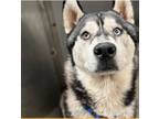 Adopt Kenny a Brown/Chocolate - with White Siberian Husky / Mixed dog in