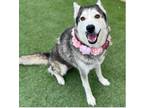 Adopt Bay a Brown/Chocolate - with White Siberian Husky / Mixed dog in Monrovia
