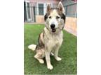 Adopt Aldo a Brown/Chocolate - with White Siberian Husky / Mixed dog in