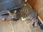 Adopt Guy a Brown Tabby Domestic Shorthair (short coat) cat in York