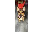 Adopt Sadie a Black - with Tan, Yellow or Fawn German Shepherd Dog / Boxer /
