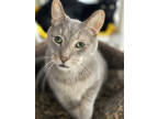 Adopt Corky a Gray or Blue Domestic Shorthair / Domestic Shorthair / Mixed cat