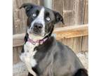 Adopt Skai a Border Collie