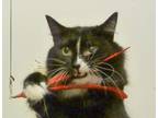 Adopt Pluto a All Black Domestic Longhair / Domestic Shorthair / Mixed cat in