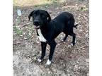 Adopt Bonnie a Black Labrador Retriever / Mixed Breed (Medium) / Mixed dog in
