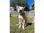 Adopt Princess a American Staffordshire Terrier / Mixed dog in Mobile