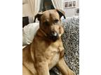 Adopt Alex a Tan/Yellow/Fawn Shepherd (Unknown Type) dog in Brewster