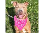 Adopt Lady a American Staffordshire Terrier