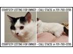 Adopt FEMALE CAT - COURTESY LISTING FOR OWNER a Domestic Short Hair