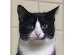 Adopt Onyx a Tuxedo