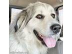 Adopt Lucy in NJ - Adorable, Sweet & Playful Girl! a Great Pyrenees