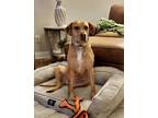 Adopt Rosie a Rhodesian Ridgeback, Pointer