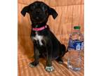 Adopt Brooke a Labrador Retriever, Boxer