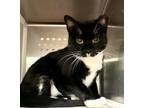 Adopt Wally Wowie Maui 55527 a Tuxedo