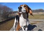 Adopt Willow a Treeing Walker Coonhound