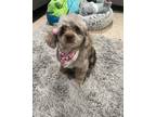 Adopt Maggie a Miniature Poodle