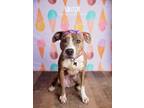 Adopt Winter a Boxer