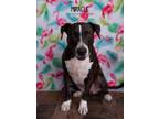 Adopt Miracle a Boxer, Labrador Retriever