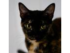 Adopt Misha a Tortoiseshell