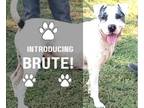 Adopt BRUTE a Australian Cattle Dog / Blue Heeler, American Bully