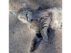 Adopt Sage a Tabby