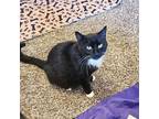 Adopt Sara Lee a Domestic Short Hair