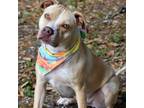 Adopt LUNA a American Staffordshire Terrier, Mixed Breed