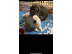 Adopt Luna Bonded With Lenny a Holland Lop
