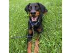 Adopt 7774 Ava a Doberman Pinscher