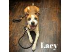 Adopt Lacy a Labrador Retriever, Mixed Breed