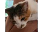 Adopt Scottie (aka Shelley) a American Shorthair, Calico