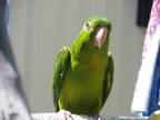 Adopt Mato a Conure