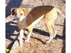 Adopt Lee a Labrador Retriever, Hound