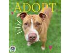 Adopt PICKLES a Pit Bull Terrier, Mixed Breed