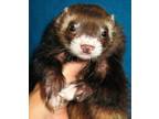 Adopt Mr. Axel a Ferret