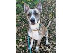 Adopt Turkey a Husky, Pit Bull Terrier