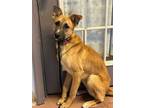 Adopt Finnegan a German Shepherd Dog